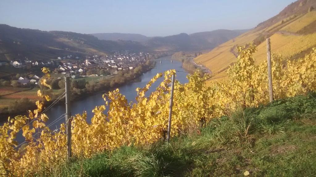 Weingut Matthias Dauns Apartamento Reil Exterior foto